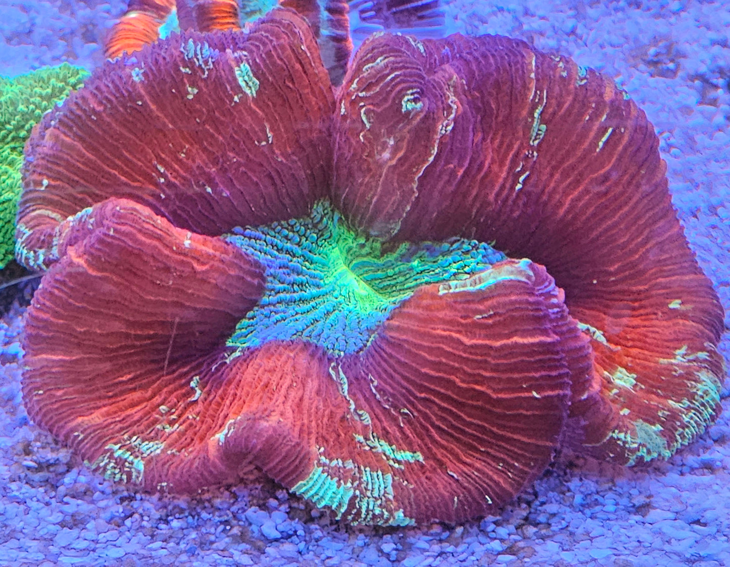 WYSIWYG Tricolor Trachyphyllia 1 2in
