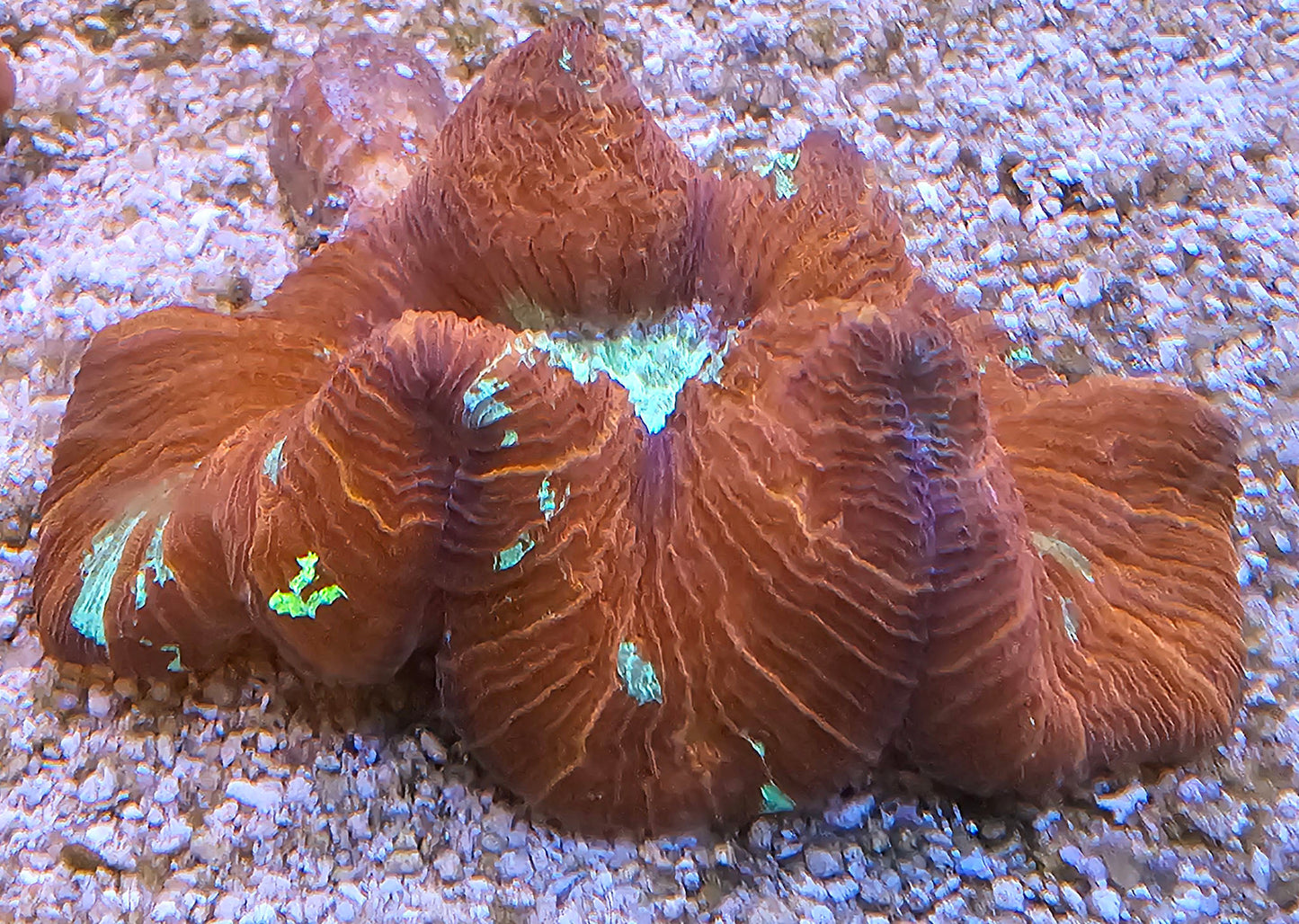 WYSIWYG Red Trachyphyllia 1 2in