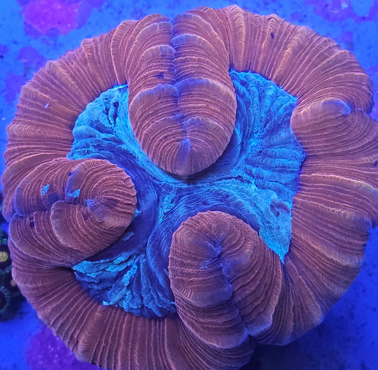 WYSIWYG Red Trachyphyllia 2 3in