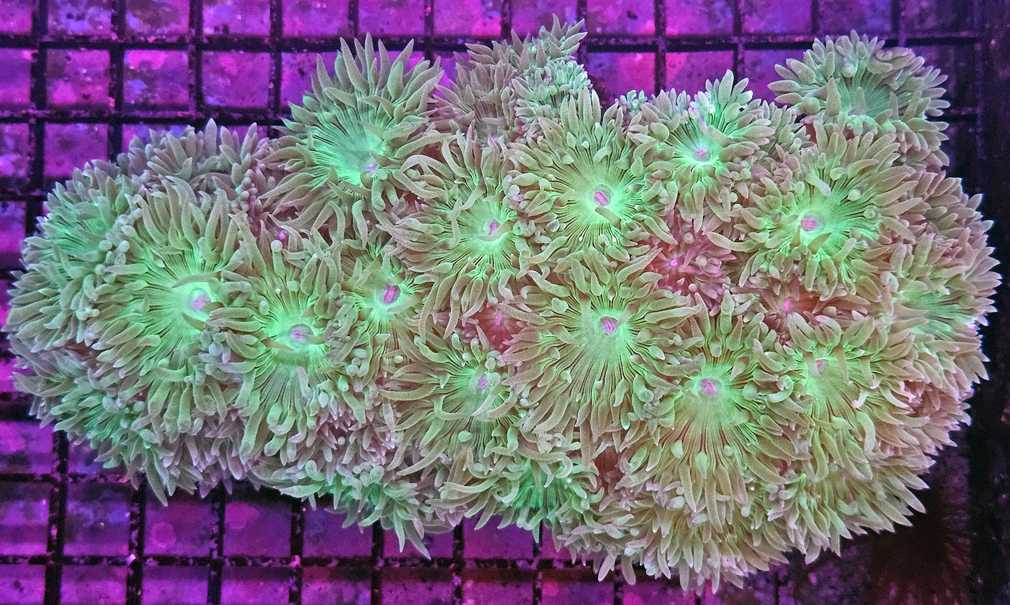 WYSIWYG Duncan Colony 1