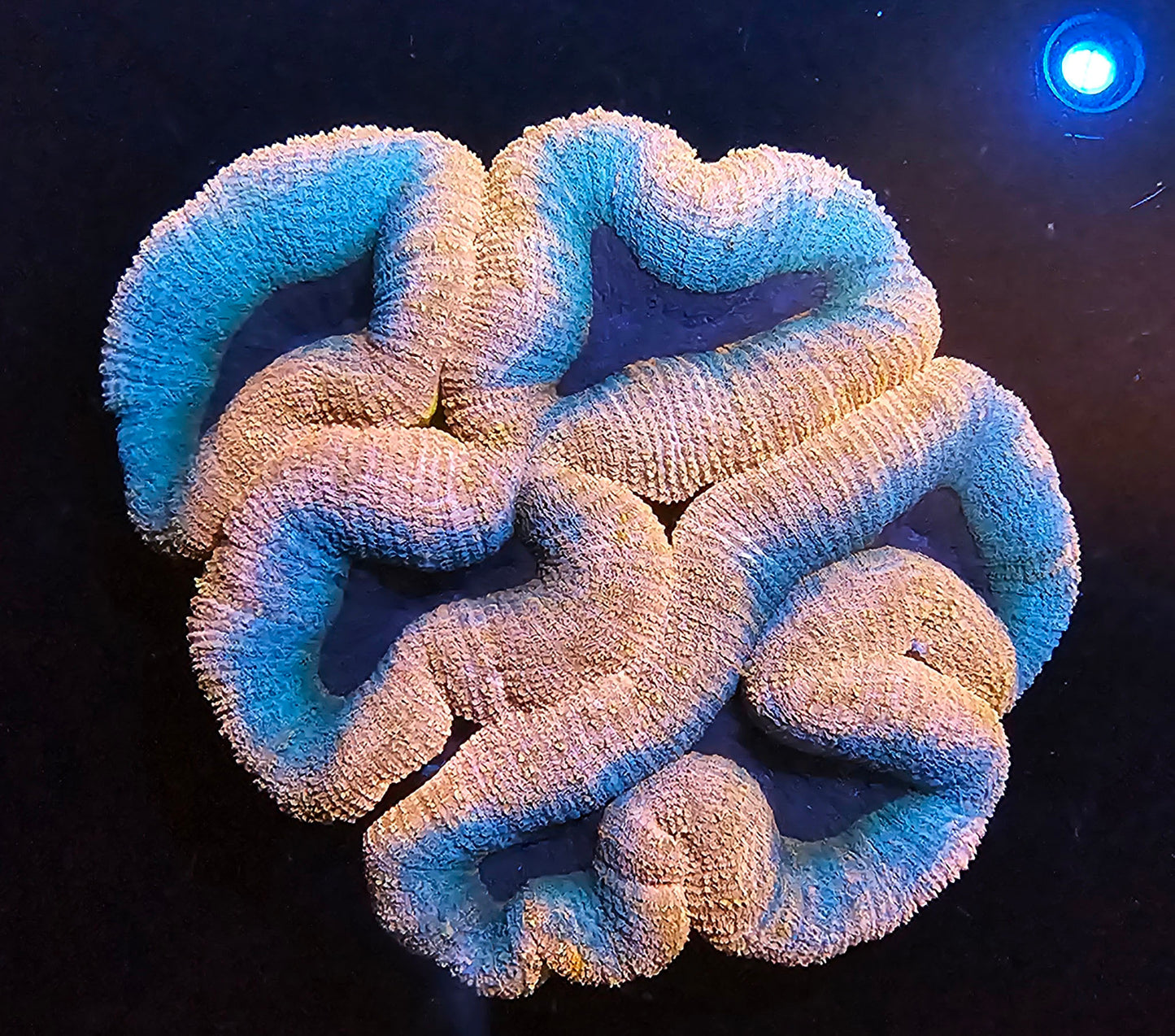 WYSIWYG Ultra Lobo 2 7in