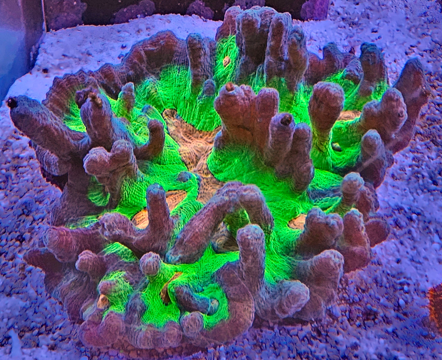 WYSIWYG Ultra Pectinia 1 4in