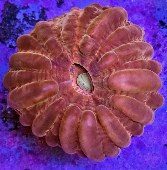 WYSIWYG Ultra Red Cynarina 1 3in