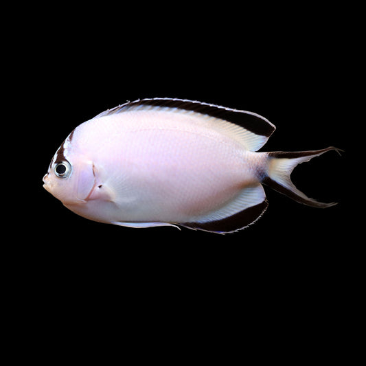 Watanabe Angelfish (Genicanthus watanabei)