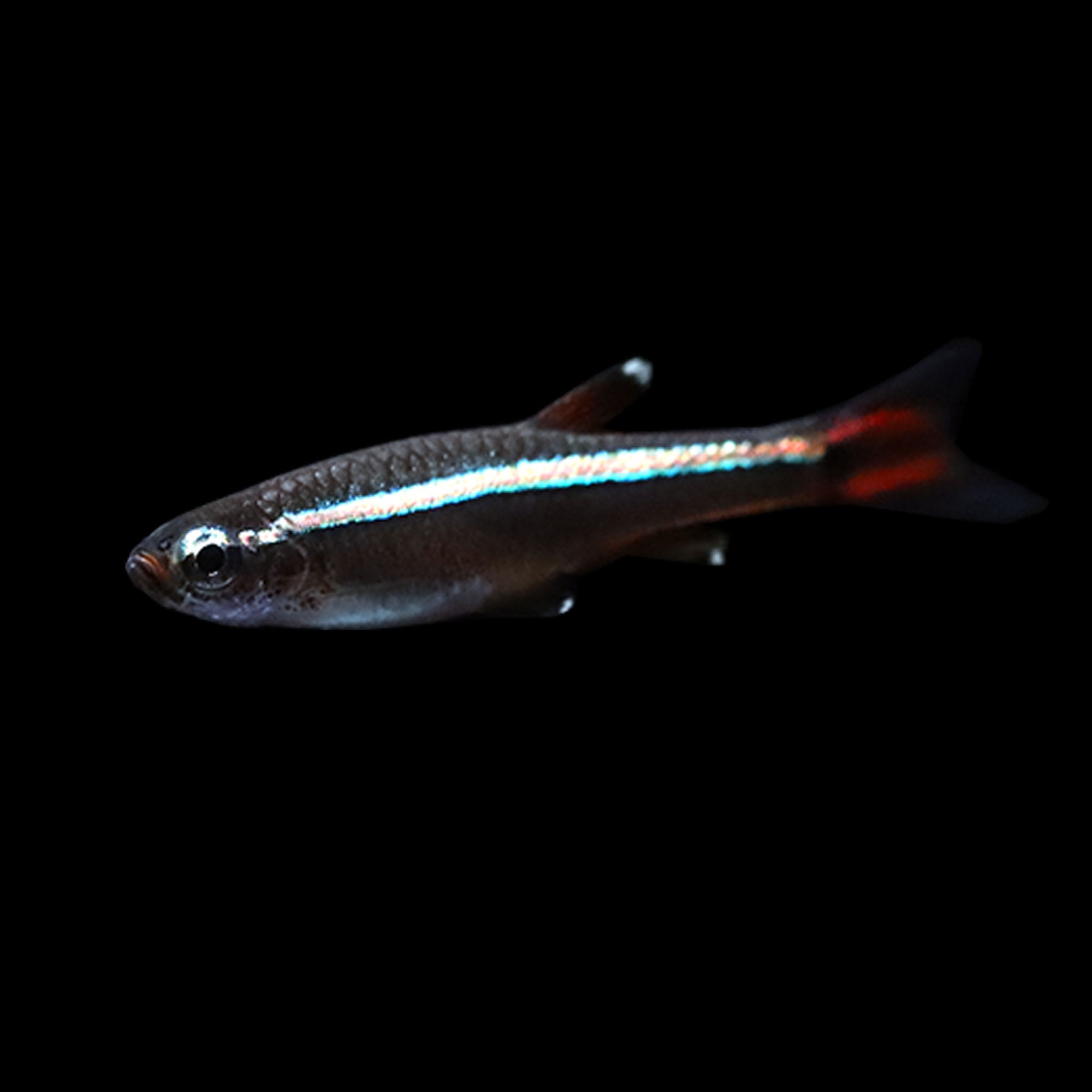 Fish Culod White Cloud Mountain Minnow (Tanichthys albonubes) – AQUARIUM ARTS