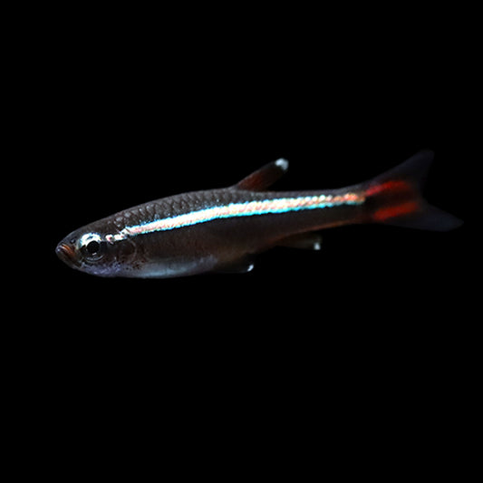 White Cloud Mountain Minnow (Tanichthys albonubes)