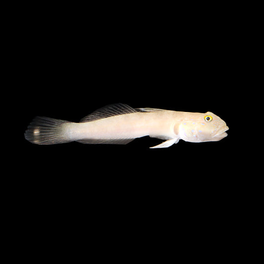 White Sleeper Goby (Valenciennea sexguttata)