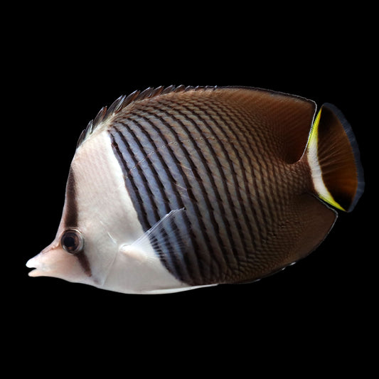 Whiteface Butterflyfish (Chaetodon mesoleucos)