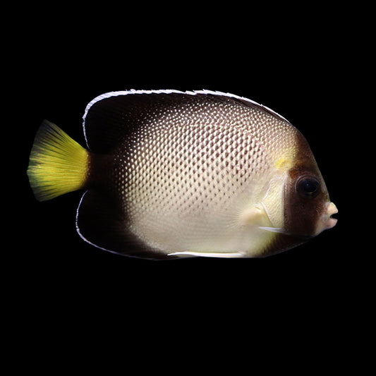 Xanthurus Angelfish (Apolymichthys xanthurus)