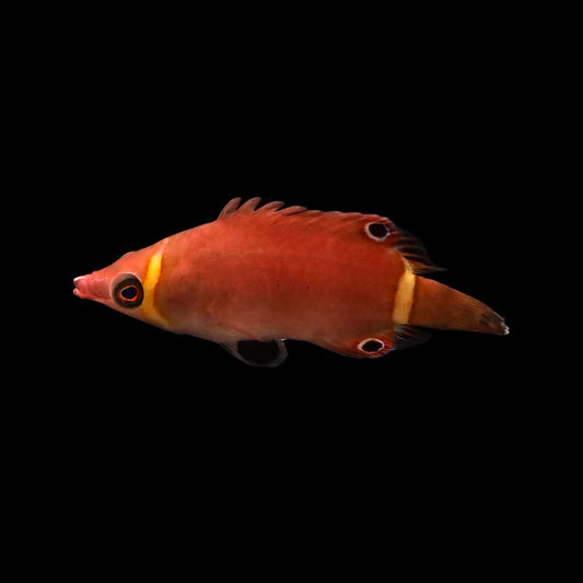 Yellow Banded Possum Wrasse (Wetmorella nigropinnata)