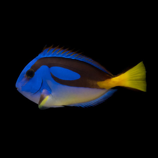 Yellow Belly Hippo Tang