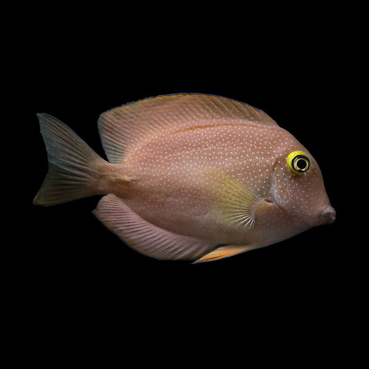 Yellow Eye Kole Tang - Spotted Variety (Ctenochaetus strigosus)