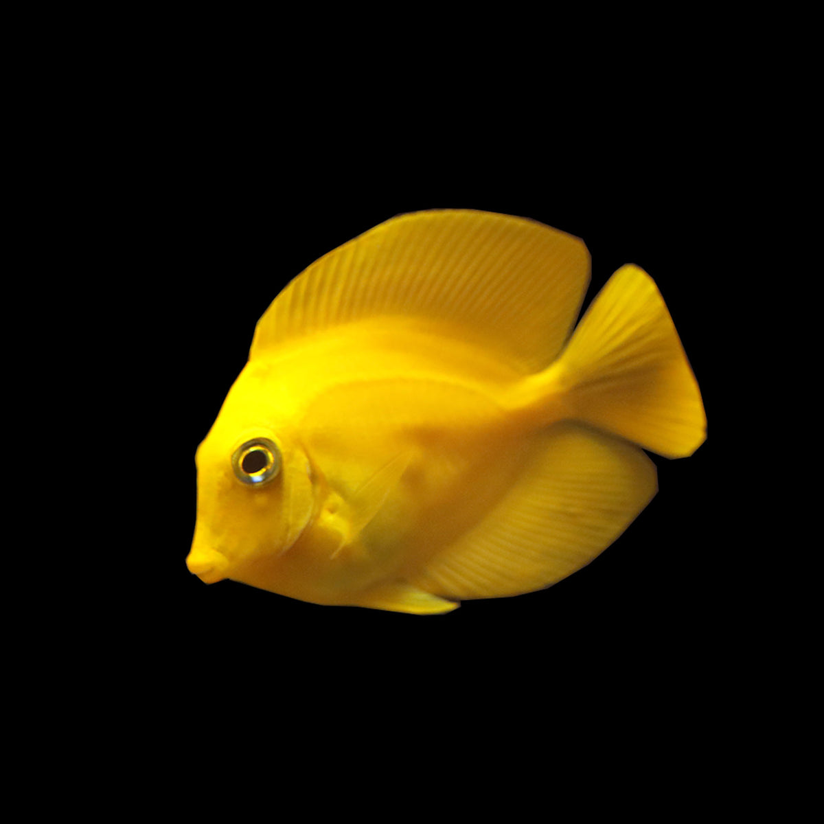 Candy Tang Yellow Mimic Tang / Chocolate Tang (Acanthurus pyroferus) – AQUARIUM ARTS