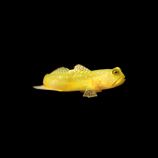 Yellow Watchman Goby (Cryptocentrus cinctus)