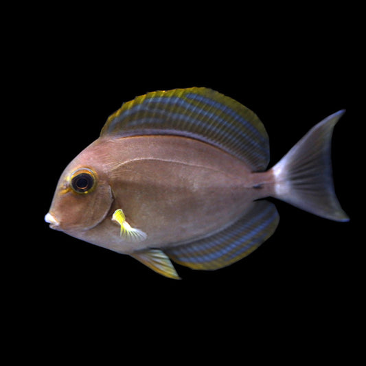 Yellowfin Tang (Acanthurus xanthopterus)