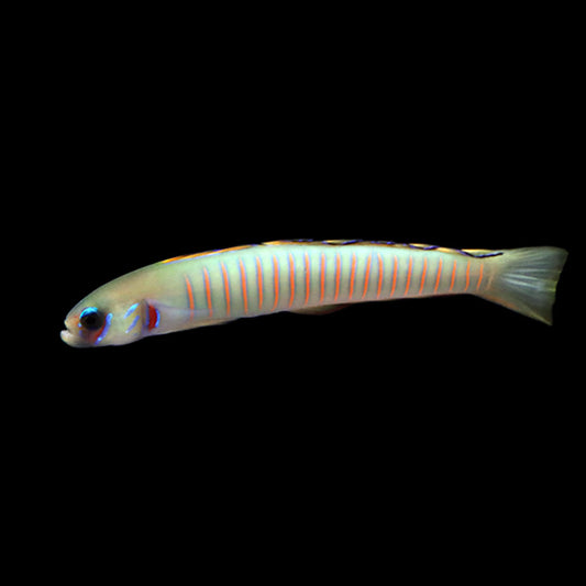 Zebra Dartfish (Ptereleotris zebra)