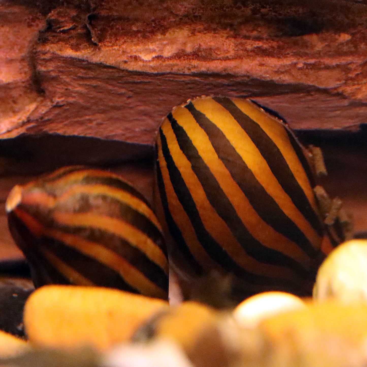 Zebra Nerite Snail (Neritina natalensis)