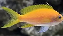 Squareback Anthias (Pseudanthias pleurotaenia)